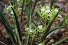 Brassavola cordata